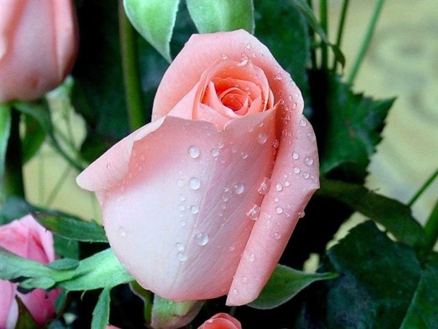 Роза,символ чистоты, божественная женственность